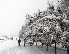 校园雪景（四）