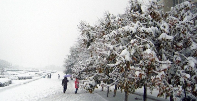 校园雪景（四）