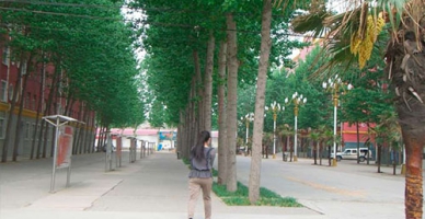 林荫小道